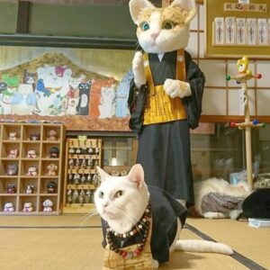 貓奴必去朝聖 日本京都「貓貓寺」