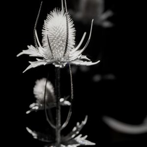 FotoJet (9) - men's uno Taiwan